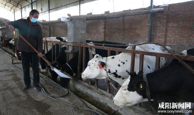 图为11月9日养殖人员精心为奶牛添加饲料.