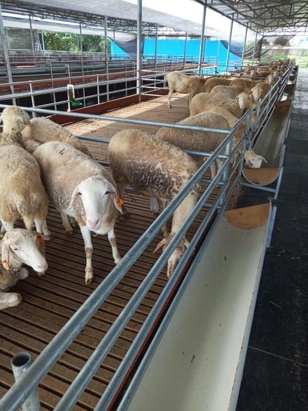 澳寒杂交羊价格澳寒杂交羊的饲养技术及饲料配方